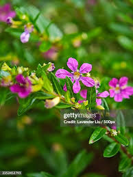 Image result for Cuphea hyssopifolia