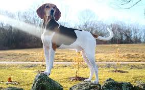 Bedroom decorating ideas ukc upcoming coonhound. Treeing Walker Coonhound Breed Information Guide Quirks Pictures Personality Facts Walker Coonhound Treeing Walker Coonhound Coonhound