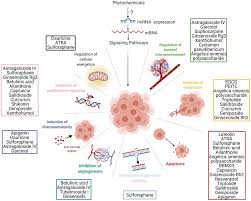 Maybe you would like to learn more about one of these? Frontiers Two Worlds Colliding The Interplay Between Natural Compounds And Non Coding Transcripts In Cancer Therapy Pharmacology
