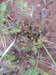 Image result for Vitex madiensis