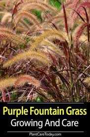 Purple Fountain Grass How To Care For Pennisetum Setaceam Fountain Grass Grasses Landscaping Grass Care
