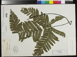 Image result for Triplophyllum