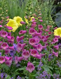 Plant Foxglove Camelot Rose Digitalis Hybrida Camelot Rose Zone 4 9 Flowers Rose With Purple Spots Blooms 2 4 We Plants Part Shade Flowers Shade Flowers