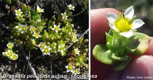Image result for Crassula alsinoides