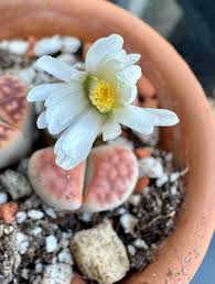 Image result for Monadenium pseudoracemosum