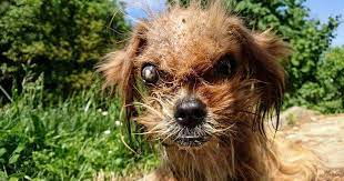 Pin On Rescue Animals