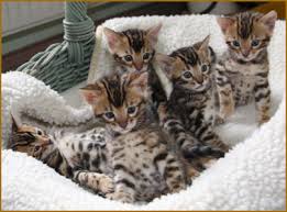 Die pfoten sind sehr klein, aber sie haben hübsch braun pfote beläge in schwarzem fell. Aufzucht Unserer Katzenkinder Wilddream Bengalkatzen