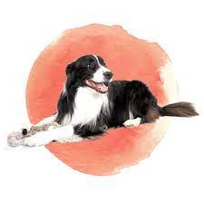 Maybe you would like to learn more about one of these? Mobile Pet Euthanasia Reviews Redlands Ca 92373 Serene Passages