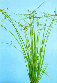 Image result for Cyperus difformis