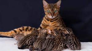 Wow Bengal Cats Size And Weight Youtube Bengal Cat Bengal Kitten Cats And Kittens