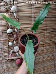 Browse pictures and read growth / cultivation information about alocasia species, taro root, elephant's ear, baroque sword (alocasia lauterbachiana) supplied by member gardeners in the plantfiles d. Sold Alocasia Lauterbachiana Purple Plant Daddy Cebu Facebook