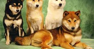 Black And Tan Teacup Shiba Inu Puppy 
