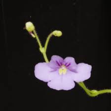 Image result for Genlisea hispidula