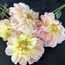 Pin On Dahlia 2019