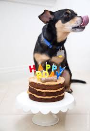 Peanut Butter Apple Pupcake The Little Epicurean Recipe Dog Cake Recipes Delicious Cake Recipes Dog Treats Homemade Recipes