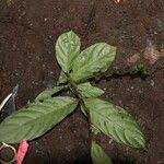 Image result for Bertiera aethiopica