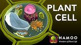 Maybe you would like to learn more about one of these? Plant Cells Crash Course Biology 6 Youtube