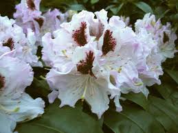 Rhododendrons Rhododendron Flower Photos Garden Trees