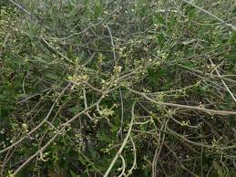 Image result for Cynanchum gerrardii