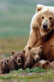 Bear Family Animals Animals Wild Animals Beautiful