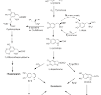 Potenciais Agentes Inibidores da Enzima Tirosinase