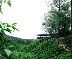 Cinematic ladang teh cameron highland by mavic pro. Ladang Teh Boh Di Cameron Highland