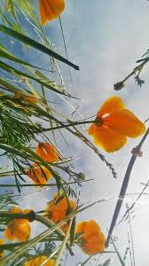 Hours may change under current circumstances Backyard Super Bloom We Only Have To Hop Our Fence To Explore Slo S Own Poppy Explosion Get Out San Luis Obispo New Times San Luis Obispo