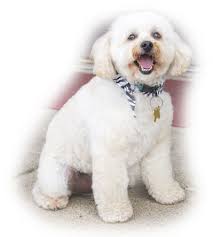 For the stores, which allow pets, there will be a sign near the front door. We Offer The Best Pet Friendly Lodging In Galena Illinois