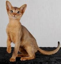 Abyssinian Kittens For Sale Cat Breeder List