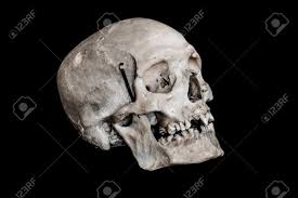 The squamosal bones of kosmoceratops were strongly curved in side view, and their side margins were parallel in top view. Real Human Skull Side View Stock Photo Picture And Royalty Free Image Image 131641898