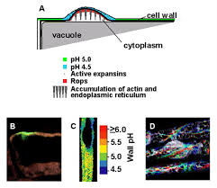 Nov 27, 2012 · diagram of root hair cell. Root Hairs
