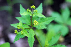 Image result for Sanicula