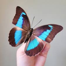Image result for Actiniopteris dimorpha