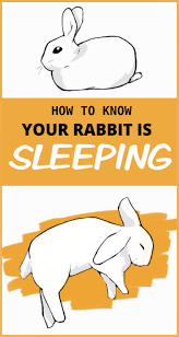 Sleep Habits Of Pet Rabbits Do Rabbits Sleep Rabbit Pet Rabbit