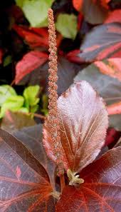 Image result for Acalypha