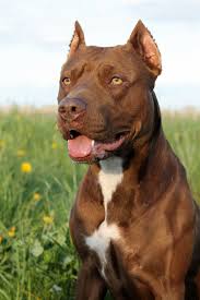 Pitbull Terrier Dog Portrait Rednose Pitbull Girl Pitbulls Pitbull Terrier Terrier Dogs