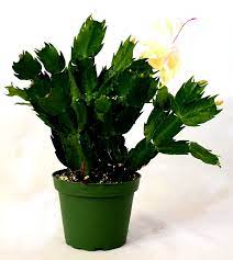 Flowers in red, white, yellow, pink, or purple appear at the tips of these branches and measure up to 3. Amazon Com 9greenbox Rare Yellow Christmas Cactus Plant Zygocactus 4 Pot Home Kitchen