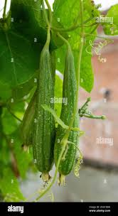 IMAGE OF SPONGE GOURD  GILKI  NENUA  PAROR VEGETABLE Stock Photo - Alamy