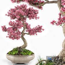 Sakura Bonsai Tree 3d Model Buy Download 3dbrute