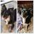 Medium Length Hair Chihuahua Haircuts