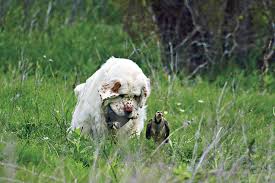 Image result for clumber španěl lov
