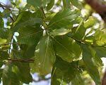 Image result for Combretum adenogonium