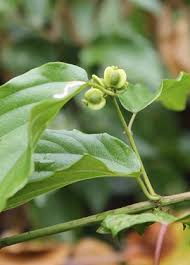 Image result for Gouania scandens
