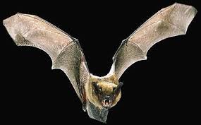 It is the only member of the genus diaemus. Vampire Bat Blood Drinking Dracula Mammal Animal Pictures And Facts Factzoo Com