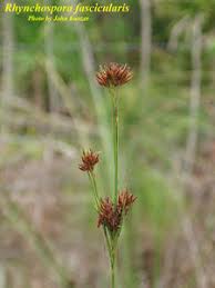 Image result for Rhynchospora brevirostris
