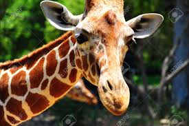 Navegue pelas 80,706 girafa imagens e fotografias de stock disponíveis ou pesquise por zebra ou elefante para encontrar mais excelentes imagens e. Leiter Fur Reticulated Giraffe Girafa Giraffe Reticulata Lizenzfreie Fotos Bilder Und Stock Fotografie Image 6480673