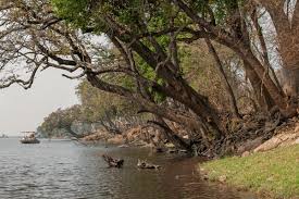 Image result for Diospyros mespiliformis