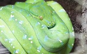 Despite looking very very very similar the two snakes above are not even the same type of snake. Green Tree Python The Animal Facts Appearance Diet Habitat