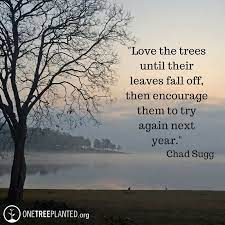 You've come to the right place. Love The Trees Until Their Leaves Fall Off Then Encourage Them To Try Again Next Year Chad Sugg Trees To Plant One Tree Enjoy Nature