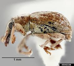 Image result for Pouchetia baumanniana